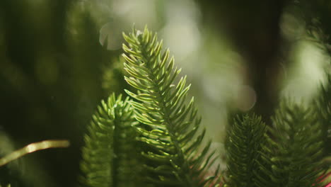 Primer-Plano-De-La-Decoración-De-Hojas-De-árbol-De-Navidad-Verde-Para-La-Celebración-De-Las-Vacaciones-De-Invierno