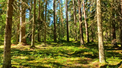 Slow-motion-panoramic-landscape-of-summer-trees-forest-in-depth-with-a-sunny-blue-sky-horizon-at-the-very-bottom