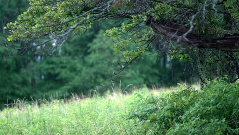 Static-slow-motion-shot-captures-raindrops-falling-from-tree-branches