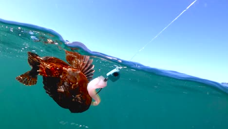 Underwater-view-of-a-red-cabezon-caught-by-a-fisherman,-Stillwater-Cove-CA