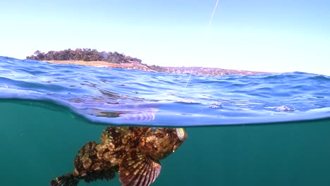 Underwater-view-of-a-yellow-and-orange-Cabezon-in-clear-blue-water