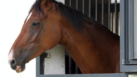 Primer-Plano-De-La-Cabeza-De-Un-Caballo-Castaño-Que-Mira-Desde-La-Ventana-De-Un-Establo,-Con-Una-Expresión-Pensativa-Y-Serena.