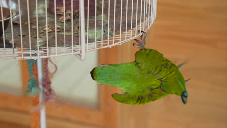 Macaw-Parrot-Hanging-Under-White-Cage