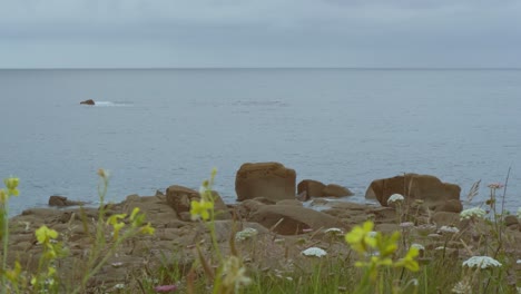 Stone-coast-with-flowers-in-the-foreground