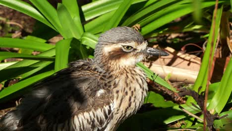 Nocturnal-ground-dwelling-bush-stone-curlew,-burhinus-grallarius-stand-motionless-on-the-ground,-basking-under-the-sun,-sleeping-and-resting-during-the-day-in-the-park,-close-up-shot