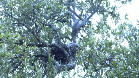 A-mother-Flacon-bird-feeds-her-two-chicks-in-the-nest