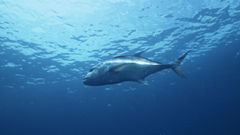 A-mesmerizing-underwater-view-of-a-huge-Giant-Trevally-from-swimming-beneath-the-sunlit-ocean-surface