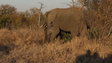 Toma-Estática-De-Un-Elefante-Adulto-Comiendo-Hojas-Y-Ramas-Con-Su-Trompa.