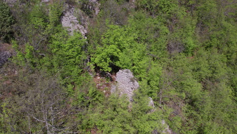 Ruinas-Antiguas-En-Un-Bosque