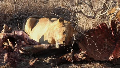 Close-up-shot-of-a-lion-chewing-into-a