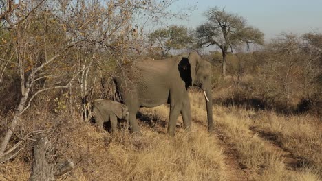 Toma-Estática-De-Un-Elefante-Bebé-Empujando-Contra-La-Pierna-De-Su-Madre.