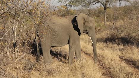 Close-up-shot-of-a-elephant-guarding-her-baby-whilst-it-sleeps-in-the-long-grass