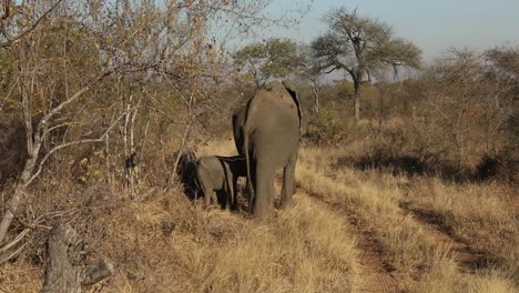 Primer-Plano-De-Un-Elefante-Bebé-Parado-Debajo-De-Su-Madre-Y-Alejándose.