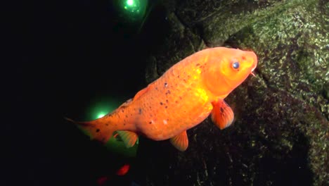 Underwater-view-of-a-deformed-koi-fish-with-black-polka-dots