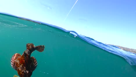 Underwater-View-of-an-orange-Cabezon-in-cristal-clear-water