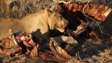 Close-up-shot-of-a-lion-ripping-and-pulling-at-the-skin-of-a-killed-animal