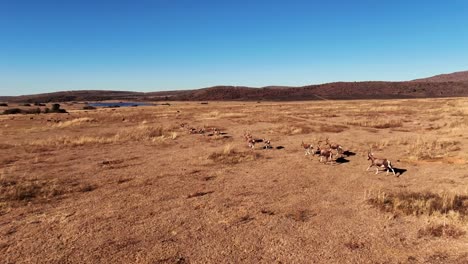 Manada-De-Antílopes-Blesbok-Corriendo-En-Cámara-Lenta-A-Través-De-Pastizales-Abiertos-En-La-Sabana-De-África,-Capturada-Con-Un-Dron