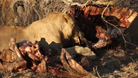 Close-up-shot-of-a-lion-licking-and-chewing-on-an-animals-remains-in-the-wild