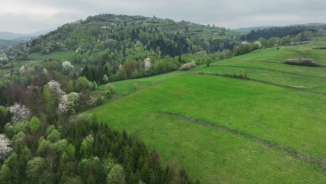 Spring-forest-in-Beskidy-Mountain,-woods-and-glade-aerial-landscape