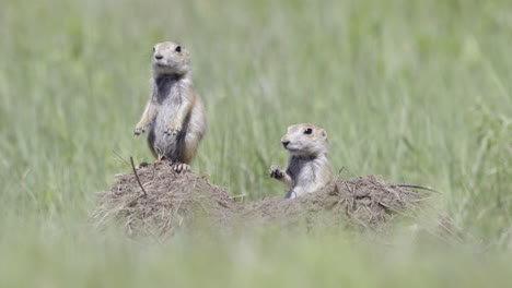 Black-tailed-prairie-dog-juveniles-at-the-entrance-of-the-burrow-looking-around