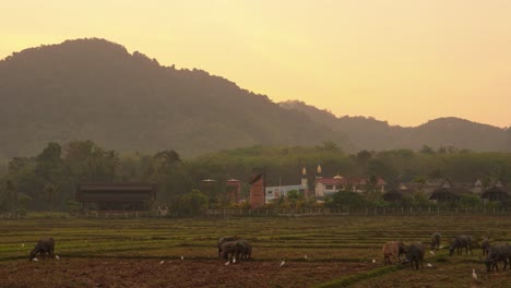 Gruppe-Von-Thailändischen-Büffeln-Zu-Fuß-Durch-Reisfelder-Mit-Dorf-Im-Hintergrund-Bei-Sonnenaufgang,-Kalb,-Thailand,-Insel-Koh-Yao-Noi,-Asien