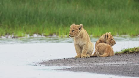 Raining-on-Lion-Cubs-in-the-Rain-by-a-River-in-Serengeti-Africa,-Two-Lions-by-the-Water-in-Tanzania-in-Africa,-Cute-Small-Lion-Cub-from-Low-Angle-Shot-in-Rainy-Monsoon-Season