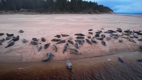 Drohnenaufnahme-Vieler-Robben-Am-Strand-In-Schottland