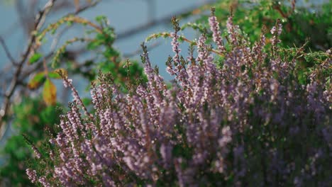 A-close-up-shot-of-the-delicate-pink-heather-flowers-in-the-autumn-tundra