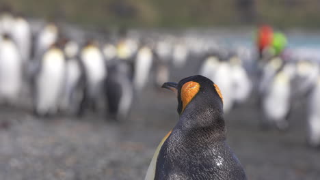 Königspinguin-Schüttelt-Kopf-Und-Hals,-Nahaufnahme