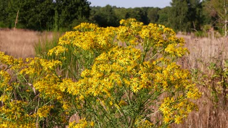 Ragwort-flowers,-Senecio-jacobaea