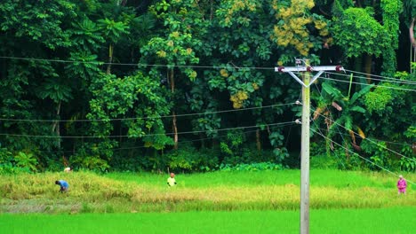 Agricultores-Cosechando-Arroz-En-Un-Campo-Agrícola-Rural-En-Bangladesh