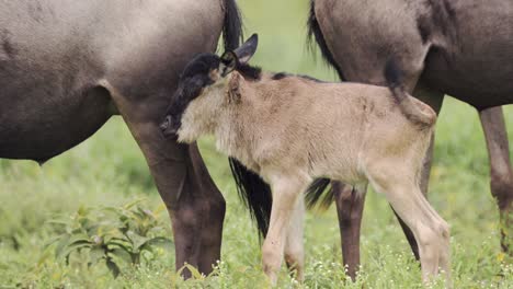 Cría-De-ñus-En-Manada-En-Temporada-De-Partos-Durante-La-Migración-De-Manadas-De-ñus-En-El-Serengeti,-África,-Vida-Silvestre-De-Tanzania-Y-Pequeños-Animales-Bebés-De-Cerca-Durante-La-Migración,-Safari-De-Vida-Silvestre-Africana