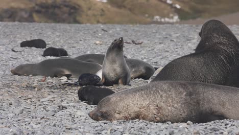 Antarctic-Fur-Seals-Babies-With-Mother-on-Beach-of-South-Georgia-Island,-Slow-Motion