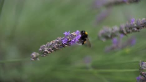 Una-Abeja-Aterriza-Con-Gracia-Sobre-Flores-De-Lavanda,-Encarnando-La-Esencia-De-La-Belleza-De-La-Naturaleza-Y-La-Polinización.