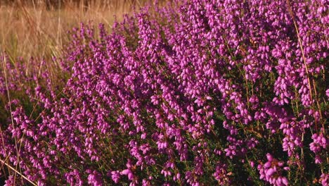 Bell-Heather,-Erica-cinerea,-flowering-in-Summertime