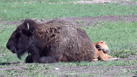 American-Bison-calf-resting-against-mother-and-licking-himself,-on-the-prairie-grasslands