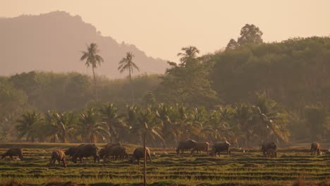 Thailändische-Büffel-Wandern-Durch-Reisfelder-Und-Fressen-Gras-Bei-Sonnenaufgang,-Kalb,-Thailand,-Insel-Koh-Yao-Noi,-Asien