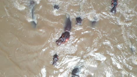 Hippo-Herd-on-a-Lake-in-Kenya,-Africa-Hippopotamus-Safari