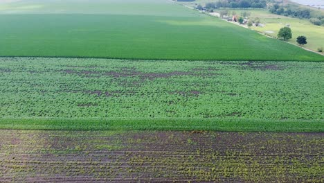 Aerial-view-above-huge-agricultural-field-with-potato-crops-and-corn