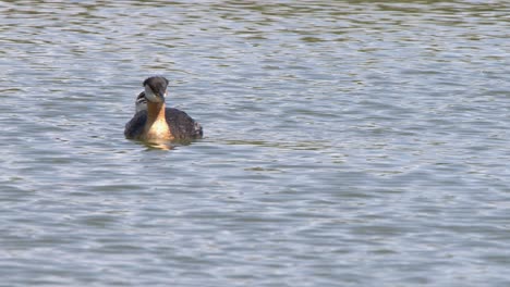 Bird-behaviour:-Juvenile-Red-necked-Grebe-pesters-adult-until-chased