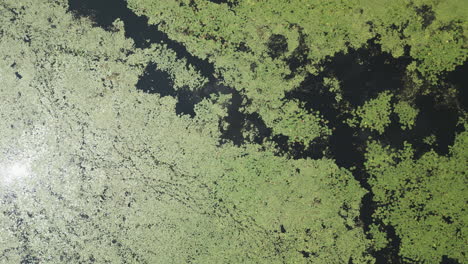 Vista-Aérea-Sobre-El-Lago-Cubierto-De-Castaños-De-Agua-Mientras-El-Cielo-Nublado-Se-Refleja-En-Los-Espacios-Entre-La-Vegetación.