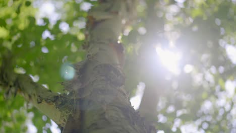 A-close-up-shot-of-tree-looking-up-to-the-sky