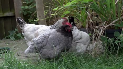 Una-Pequeña-Bandada-De-Pollos-Buscando-Comida-En-Un-Jardín-Trasero.