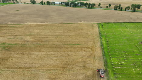 Top-view-of-a-red-combine-harvester-at-work-in-a-field,-emphasizing-the-scale-of-the-field-and-the-efficiency-of-modern-agricultural-practices