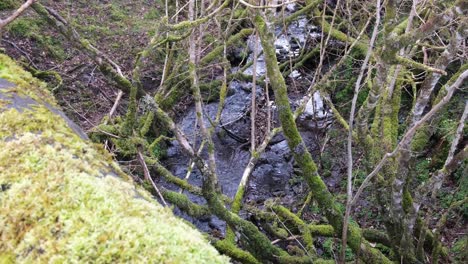 Looking-down-at-freshwater-stream-of-flowing-water-from-moss-covered-old-bridge-through-tree-branches-in-rural-countryside-of-highlands-of-Scotland-UK