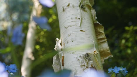 A-close-up-shot-of-birch-tree-with-a-beautiful-flower-called-"Hydrangea-Macrophylla"-in-the-foreground