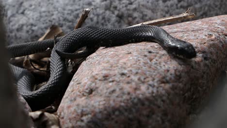 Two-grass-snakes-slithering-on-rock-next-to-each-other-in-spring,-snakes-mating-in-spring