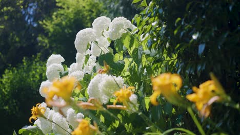 A-close-up-shot-of-a-cluster-of-beautiful-white-flowers-called-"Hydrangeas-Annabelle