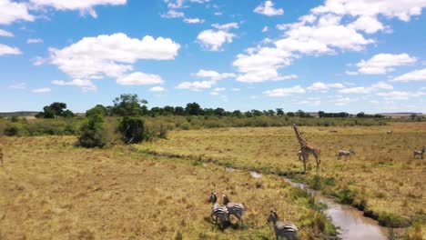 Drohnenschuss-In-Kenia,-Wilde-Giraffen-Und-Zebras