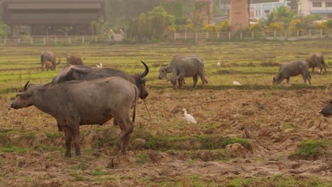 Group-of-Thai-Buffalos-Walking-Through-Rice-Fields-During-Sunrise,-Thailand,-Koh-Yao-Noi-Island,-Asia